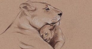 '"A Mother's Pride" Lioness and cub original pencil drawing.' Poster by Rebecca Rees